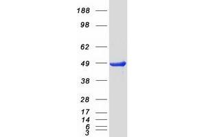 Validation with Western Blot