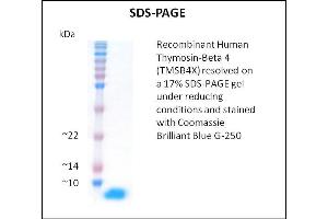 SDS-PAGE (SDS) image for Thymosin beta-4 (TMSB4X) (Active) protein (ABIN5509515) (TMSB4X Protéine)