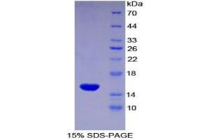 SDS-PAGE analysis of Rat DAF Protein.