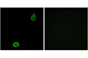 Immunofluorescence analysis of A549 cells, using ABCA13 Antibody. (ABCA13 anticorps  (AA 2251-2300))