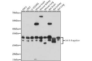 Western blot analysis of extracts of various cell lines, using 14-3-3 epsilon antibody (ABIN3021320, ABIN3021321, ABIN3021322 and ABIN6214879) at 1:3000 dilution. (YWHAE anticorps  (AA 1-255))