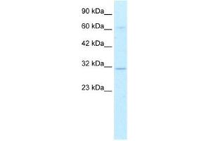 Human HepG2; WB Suggested Anti-DBP Antibody Titration: 0. (DBP anticorps  (Middle Region))