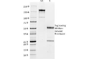 SDS-PAGE Analysis Purified CD32 Mouse Monoclonal Antibody (FCGR2A/479). (FCGR2A anticorps)