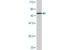 Western Blot detection against Immunogen (63.