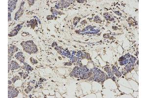 Immunohistochemistry (IHC) image for anti-Histamine N-Methyltransferase (HNMT) antibody (ABIN1873063) (HNMT anticorps)