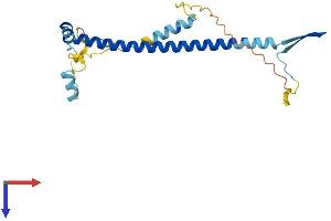 AlphaFold protein structure predicition of Mouse Recombinant Nol12 Protein, UniprotID Q8BG17