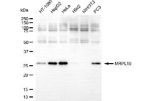 Western blotting analysis using MRPL10 antibody (ABIN7799429). (MRPL10 anticorps)