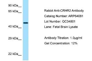 Western Blotting (WB) image for anti-Corticotropin Releasing Hormone Receptor 2 (CRHR2) (N-Term) antibody (ABIN970453) (CRHR2 anticorps  (N-Term))