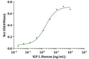 Insulin-Like Growth Factor 1 (IGF1) (AA 49-118) (Active) protein