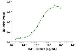 IGF-I, Human stimulates cell proliferation of the FDC-P1 Cells. (IGF1 Protein (AA 49-118))