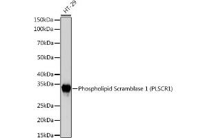 Western blot analysis of extracts of HT-29 cells, using Phospholipid Phospholipid Scramblase 1 (PLSCR1) (PLSCR1) Rabbit mAb (ABIN7269354) at 1:1000 dilution. (PLSCR1 anticorps)