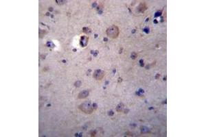 Immunohistochemistry analysis in formalin fixed and paraffin embedded human brain tissue reacted with Heparanase-2 / HPA2 Antibody (C-term) followed by peroxidase conjugation of the secondary antibody and DAB staining. (Heparanase 2 anticorps  (C-Term))