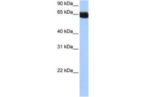 Western Blotting (WB) image for anti-NOP2/Sun Domain Family, Member 6 (NSUN6) antibody (ABIN2462357) (NSUN6 anticorps)