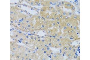 Immunohistochemistry of paraffin-embedded Mouse kidney using CABP7 Polyclonal Antibody at dilution of 1:100 (40x lens). (CABP7 anticorps)
