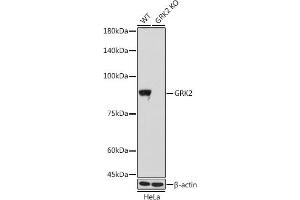 Western blot analysis of extracts from wild type (WT) and GRK2 knockout (KO) HeLa cells, using GRK2 antibody (ABIN7265504) at 1:1000 dilution.
