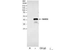 IP Image Immunoprecipitation of NANOG protein from NT2D1 whole cell extracts using 5 μg of NANOG antibody [N3C3], Western blot analysis was performed using NANOG antibody [N3C3], EasyBlot anti-Rabbit IgG  was used as a secondary reagent.