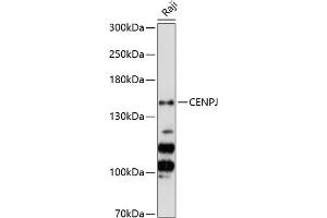 Western blot analysis of extracts of Raji cells, using CENPJ Antibody (ABIN6128980, ABIN6138409, ABIN6138410 and ABIN6224765) at 1:3000 dilution. (CENPJ anticorps  (AA 1069-1338))