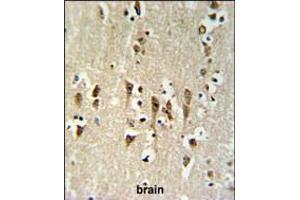 KCTD1 Antibody IHC analysis in formalin fixed and paraffin embedded brain tissue followed by peroxidase conjugation of the secondary antibody and DAB staining.