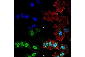 Immunocytochemistry/Immunofluorescence analysis using Mouse Anti-Alpha Synuclein Monoclonal Antibody, Clone 10H7 (ABIN5564084). (SNCA anticorps  (HRP))
