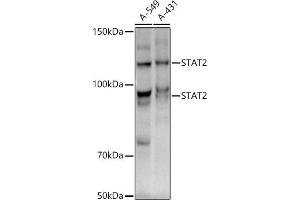 Western blot analysis of extracts of various cell lines, using ST antibody (ABIN1678782, ABIN3017845, ABIN3017846 and ABIN7101526) at 1:1000 dilution.