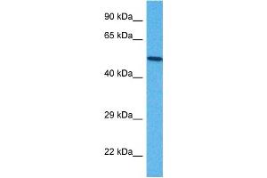 Host:  Rabbit  Target Name:  B3GALT2  Sample Tissue:  Mouse NIH 373 Whole Cell  Antibody Dilution:  1ug/ml