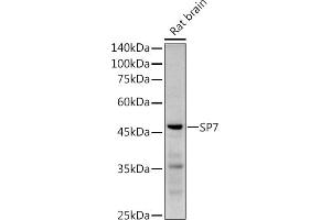 Western blot analysis of extracts of Rat brain, using SP7 antibody (ABIN7270510) at 1:1000 dilution. (SP7 anticorps)