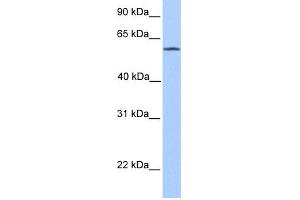 WB Suggested Anti-ACSBG2 Antibody Titration: 0. (ACSBG2 anticorps  (Middle Region))