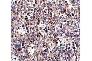 Immunohistochemistry of SCARB1 in human spleen tissue with SCARB1 polyclonal antibody  at 2.