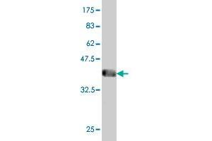 Western Blot detection against Immunogen (43.