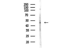 anti-TNF Receptor-Associated Factor 1 (TRAF1) (C-Term) antibody