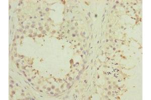 Immunohistochemistry of paraffin-embedded human testis tissue using ABIN7166900 at dilution of 1:100 (PDHA2 anticorps  (AA 119-388))