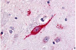 Anti-GPR85 antibody  ABIN1048888 IHC staining of human brain, neuron. (GPR85 anticorps  (C-Term))