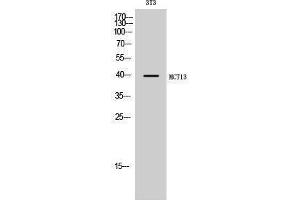 Western Blotting (WB) image for anti-Solute Carrier Family 16, Member 13 (Monocarboxylic Acid Transporter 13) (SLC16A13) (C-Term) antibody (ABIN3185494)