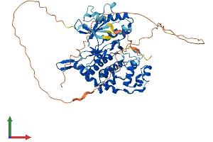 AlphaFold protein structure predicition of Human Recombinant NLK Protein, UniprotID Q9UBE8