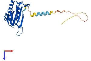 AlphaFold protein structure predicition of Mouse Recombinant Dtd1 Protein, UniprotID Q9DD18