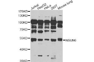 Western blot analysis of extracts of various cell lines, using NSUN6 antibody. (NSUN6 anticorps)
