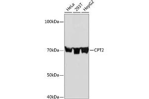 Western blot analysis of extracts of various cell lines, using CPT2 Rabbit mAb (ABIN7266090) at 1:1000 dilution. (CPT2 anticorps)