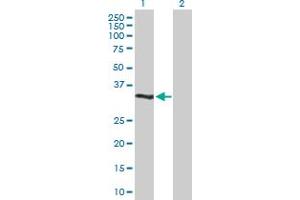 Western Blot analysis of DUSP12 expression in transfected 293T cell line by DUSP12 MaxPab polyclonal antibody. (DUSP12 anticorps  (AA 1-340))