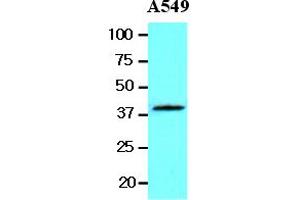 Western Blotting (WB) image for anti-Wingless-Type MMTV Integration Site Family, Member 3A (WNT3A) (AA 19-352) antibody (ABIN377254) (WNT3A anticorps  (AA 19-352))