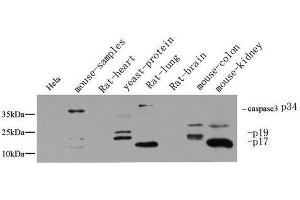 Western Blot analysis of various cells using Cleaved-CASP3 p17 (D175) Polyclonal Antibody at dilution of 1:1000.