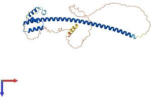 AlphaFold protein structure predicition of Human Recombinant TEX13B Protein, UniprotID Q9BXU2
