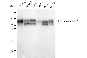 Western blotting analysis using Integrin β 1 antibody (ABIN7799065).