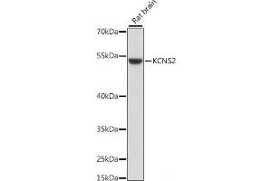 Western blot analysis of extracts of Rat brain using KCNS2 Polyclonal Antibody at dilution of 1:1000. (KCNS2 anticorps)