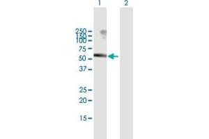 Western Blot analysis of USP3 expression in transfected 293T cell line by USP3 MaxPab polyclonal antibody. (USP3 anticorps  (AA 1-520))