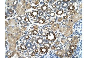 ST14 antibody was used for immunohistochemistry at a concentration of 4-8 ug/ml to stain Epithelial cells of renal tubule (arrows) in Human Kidney. (ST14 anticorps)