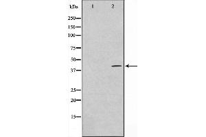 Western blot analysis on mouse lung cell lysate using GAS41 Antibody (GAS41 anticorps  (Internal Region))
