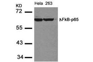 Image no. 2 for anti-Nuclear Factor-kB p65 (NFkBP65) (AA 534-538) antibody (ABIN197116) (NF-kB p65 anticorps  (AA 534-538))