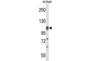Western Blotting (WB) image for anti-Glycine Dehydrogenase (GLDC) antibody (ABIN3004204) (GLDC anticorps)
