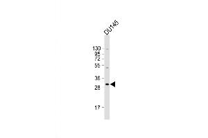 BASP1 antibody  (AA 123-150)