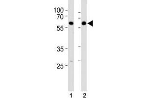 HDAC2 antibody western blot analysis in SH-SY5Y lysate. (HDAC2 anticorps  (AA 410-439))